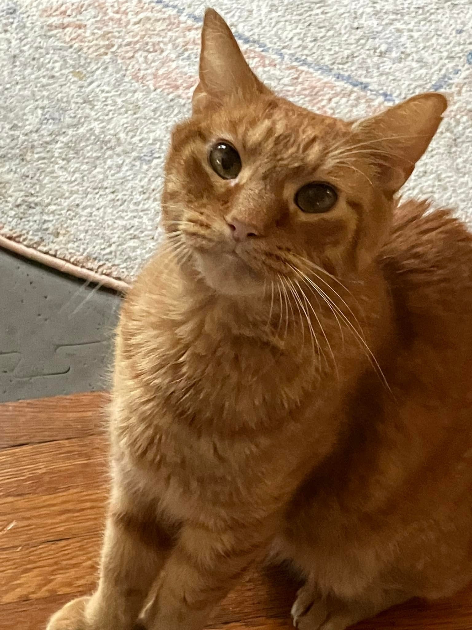 BiscuitsHappy
