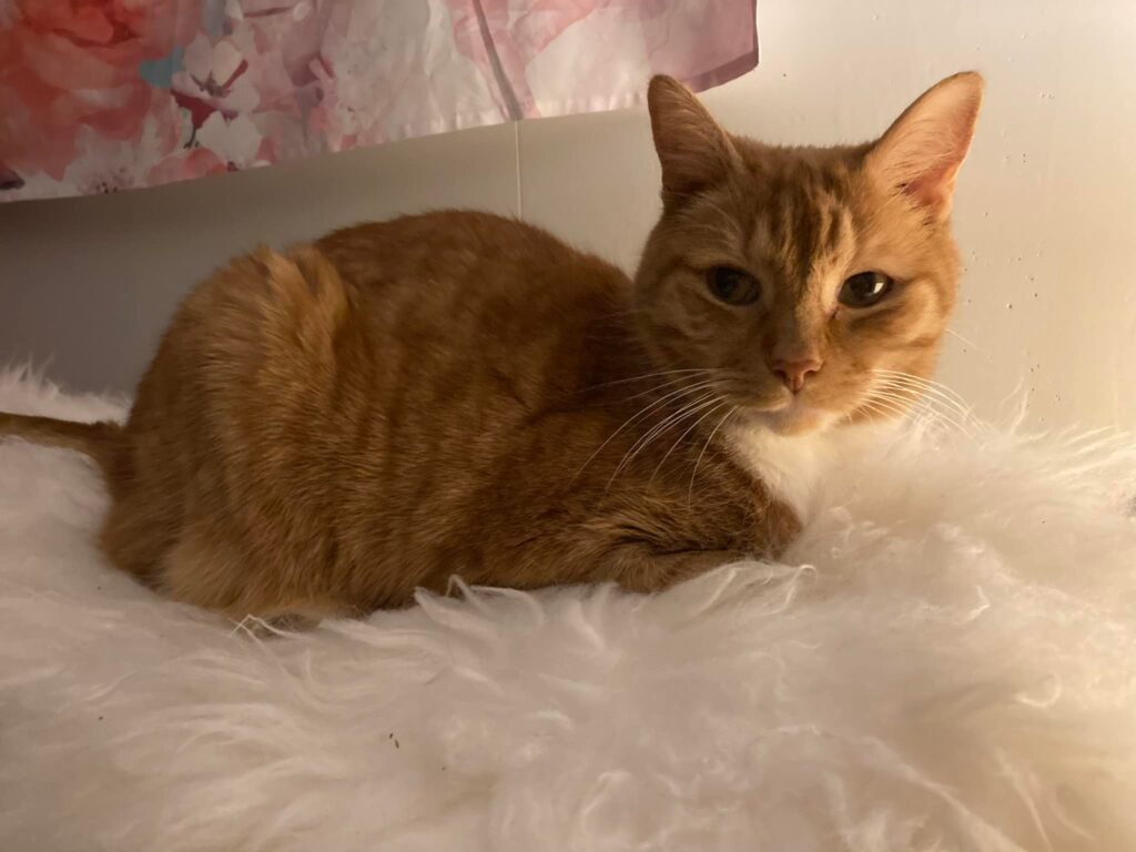BarleyLoaf