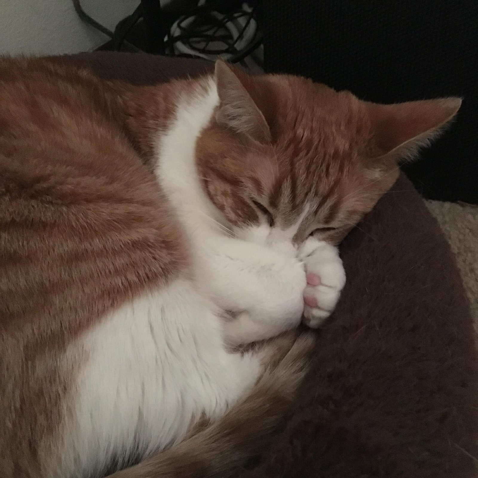 Temmie